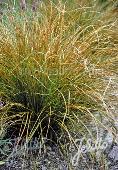 Carex testacea 'Prairie Fire'